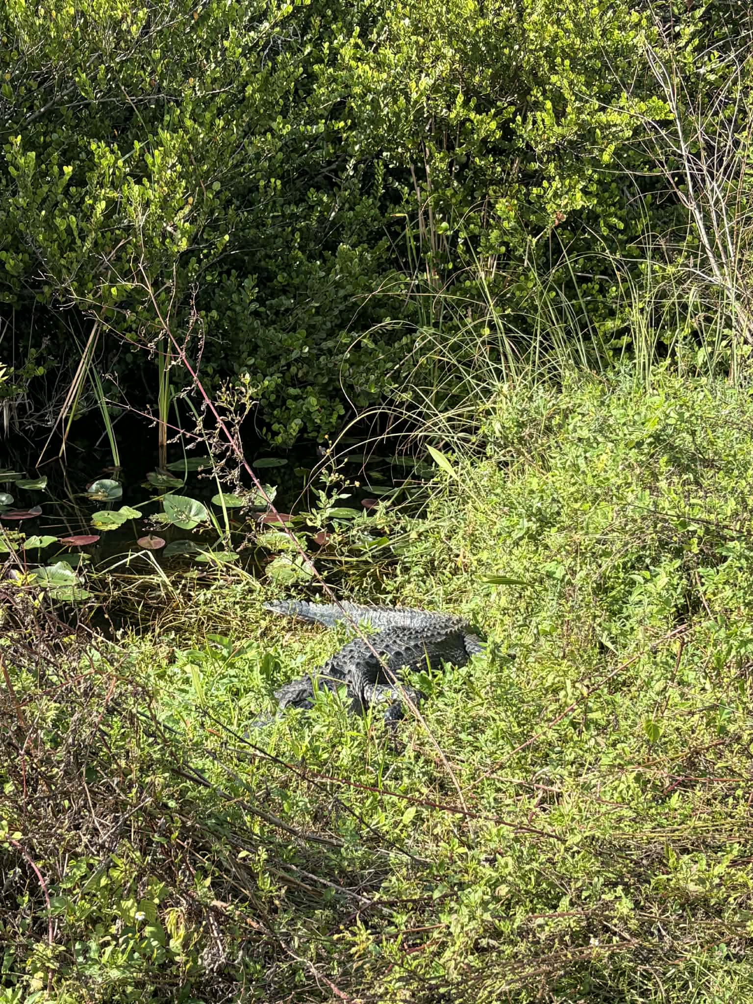 Alligator in Florida