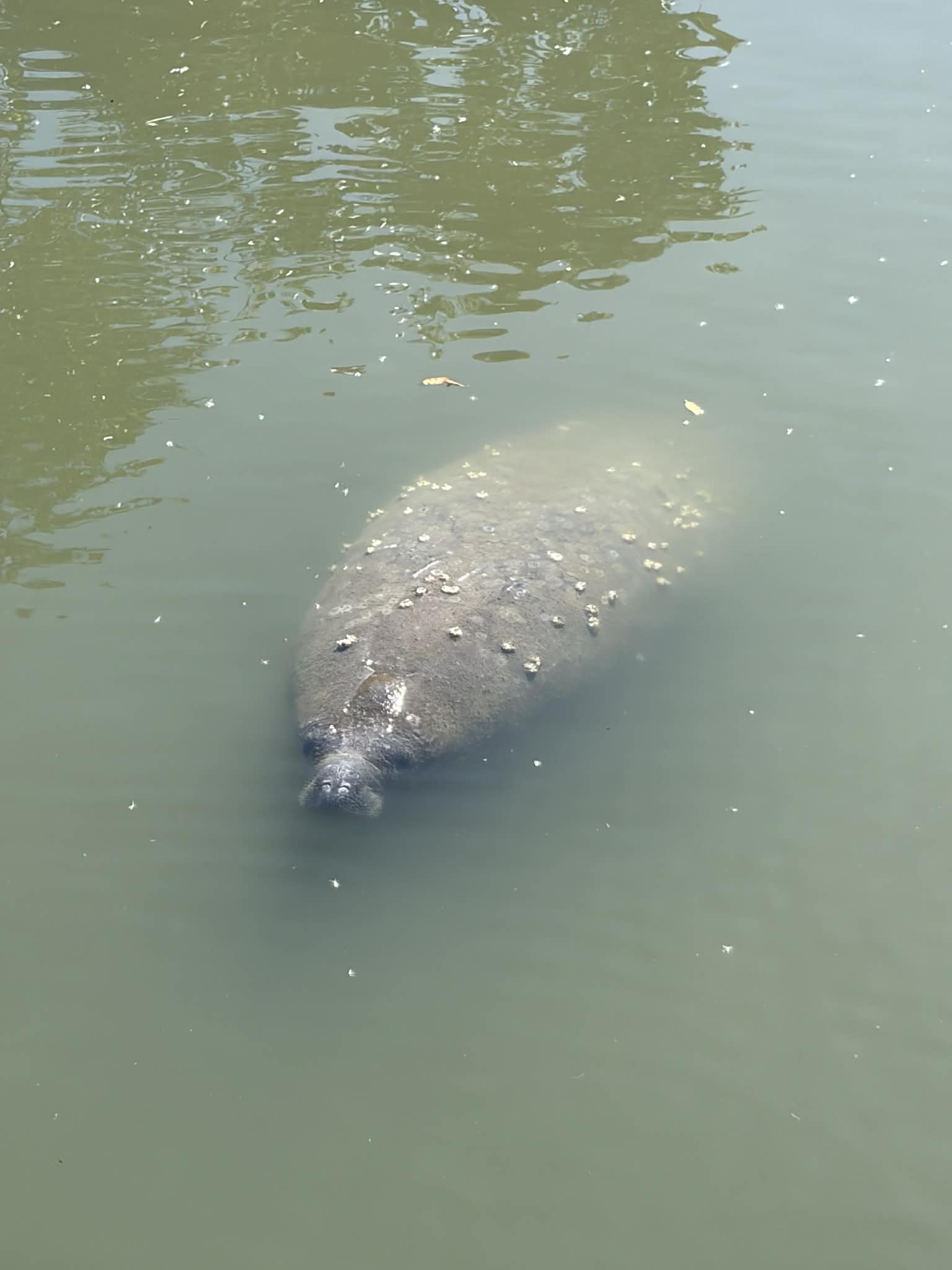 Manatee in Florida